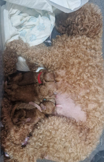 5 beautiful F1b puppies