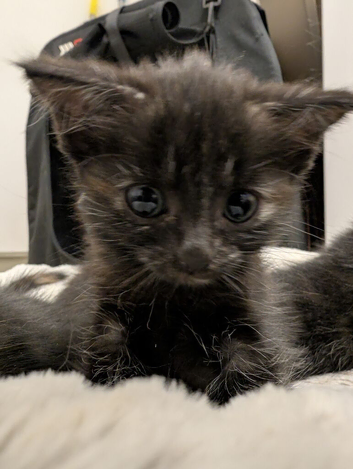 3 Black & Ginger Kittens &ndash; Ready 25/09