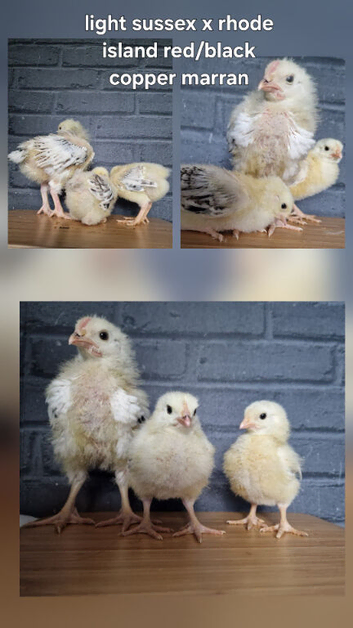 Light sussex x chicks