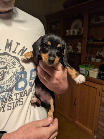 Miniature Dachshund x Jack Russell x Yorkshire terrier