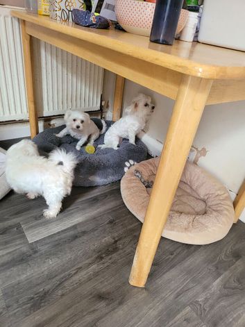 Pure maltese and half Korea half maltese