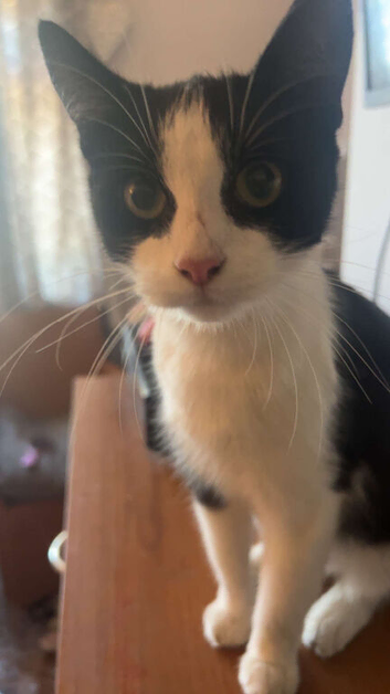 Black and white cat