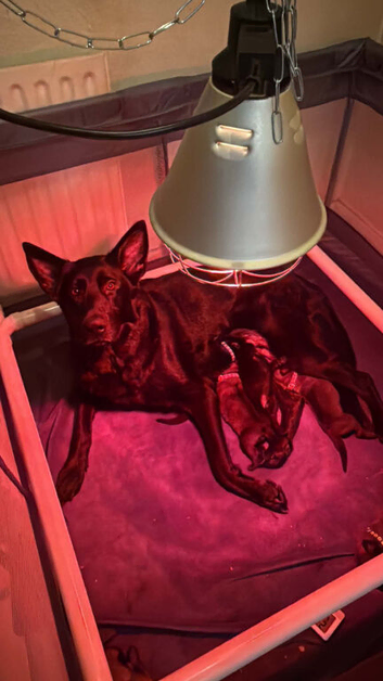 German Shepherd &times; Belgian Malinois Puppies