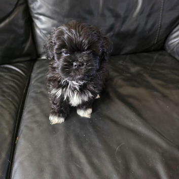 4 lahasa apso for sale