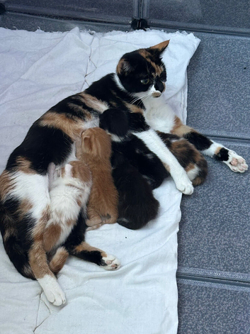 Kittens