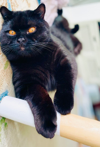 British Shorthair Stud Service