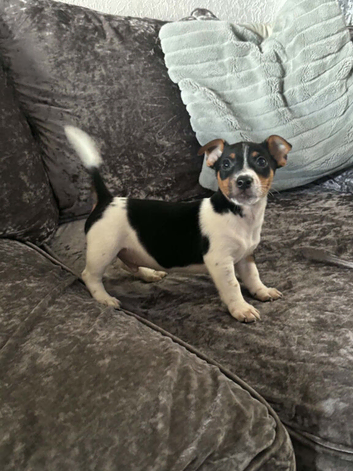 2 jack Russell puppies