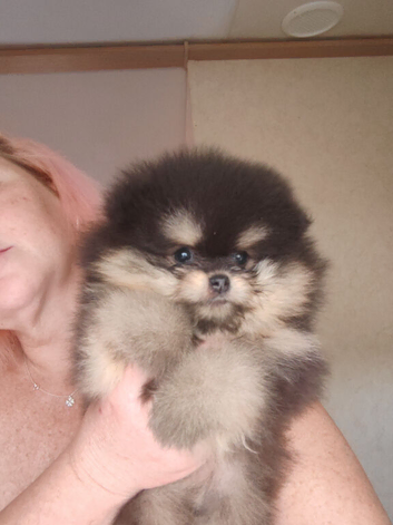 Superb tiny teddy type boys available