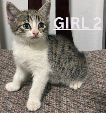 Kittens ready to go