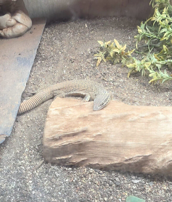 Yellow ackie monitor