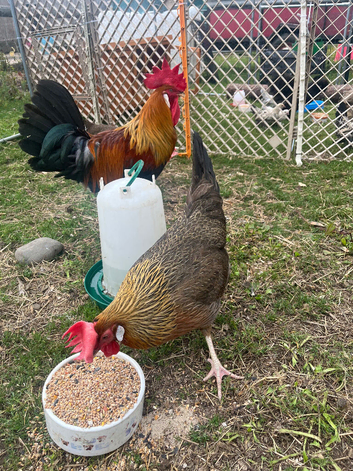 Brown leghorn large fowl hatching eggs available