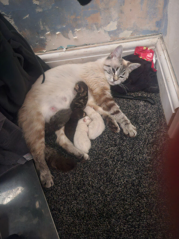 Maine coon/Persian 4 weeks old