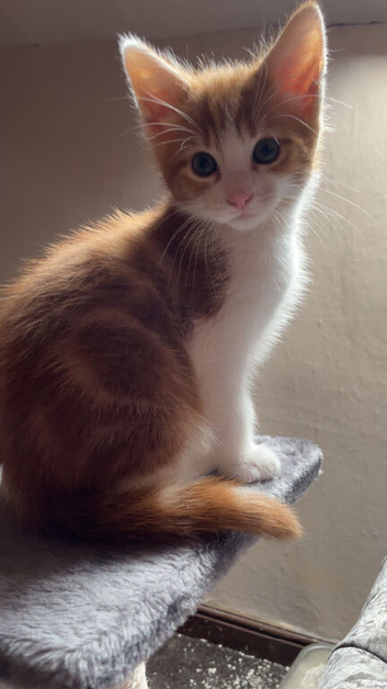 Cute kitten looking for its forever home