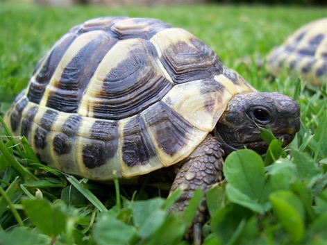 2 Year Old Hermanns Tortoises (T.H. Boettgeri)