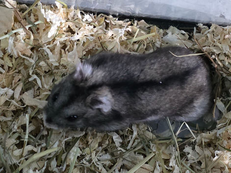Hamster