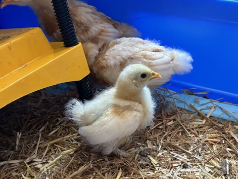 Trio of chicks - Pekin bantam and Warren hybrid chickens