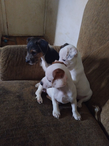 Jack russell puppy's for sale