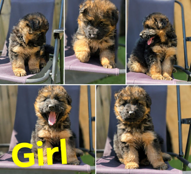 German shepherd beautiful puppy