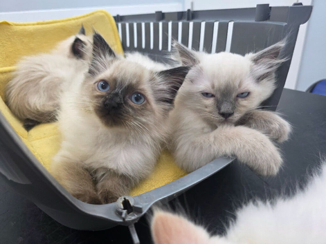 Beautiful Ragdoll Babies