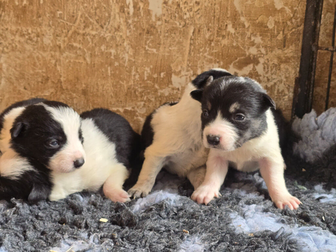 3 Boy Border Collie Pups left