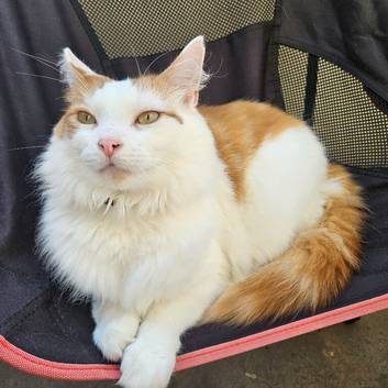 Beautiful white and ginger fluffy 3year old male cat