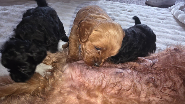 Cavapooshih