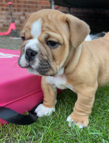 KC registered chunky English bulldogs