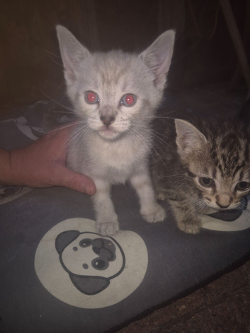 Savanah x kittens