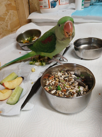 Hand-Reared