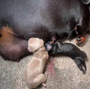 Dachshund extra miniature