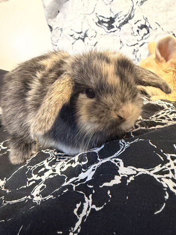MINI LOPS