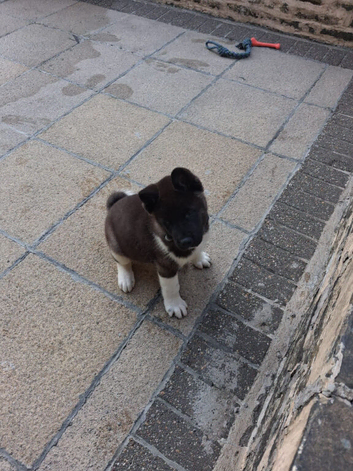 10 WEEK OLD AMERICAN AKITA MALE