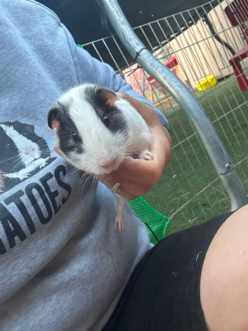 Guinea pig Duo (Boars)