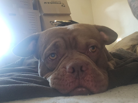 Pocket Bully available for stud