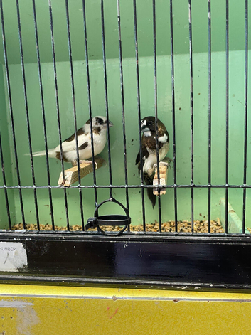 8 Young Bengalese finch&rsquo;s