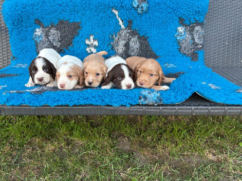 Strong litter of KC Registered Cocker Spaniel pups, ready NOW for their next chapter.