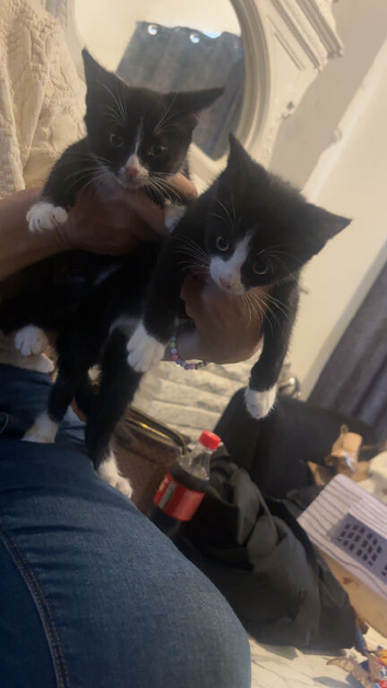 Black and white kittens