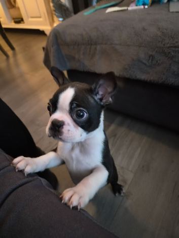 Beautiful boston terrier puppies