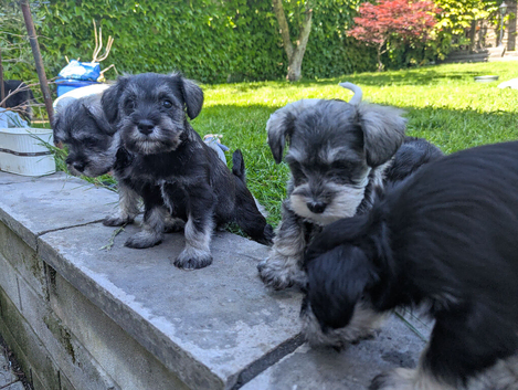 Miniature Schnauzer