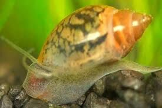 Bladder Snails for Sale, 50x for 10 GBP (Free Shipping)