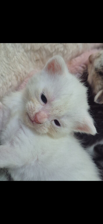 Beautiful kittens ready for viewing and deposit 3 weeks old
