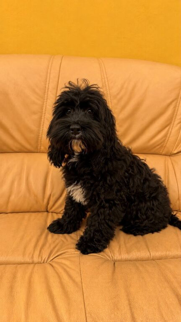 American Cockapoo -Trained - Health tested Parents