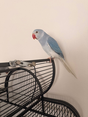 Beautiful Hand-Tame Indian Ringneck Pair &ndash; Blue & Grey &ndash; Cage Included &ndash; &pound;650