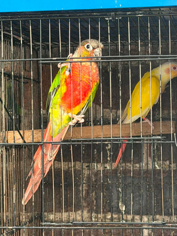Lutino with split red factor breeder pair