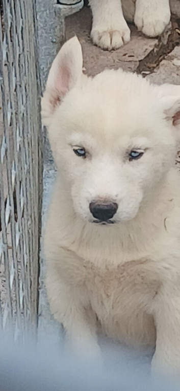 Siberian husky pups