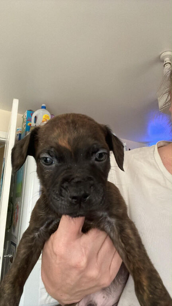 Male staffy pup