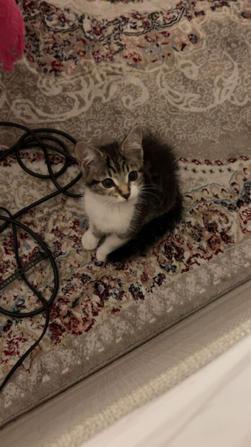 kitten