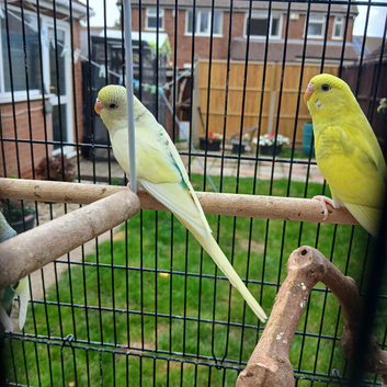 10 Week Old Budgies