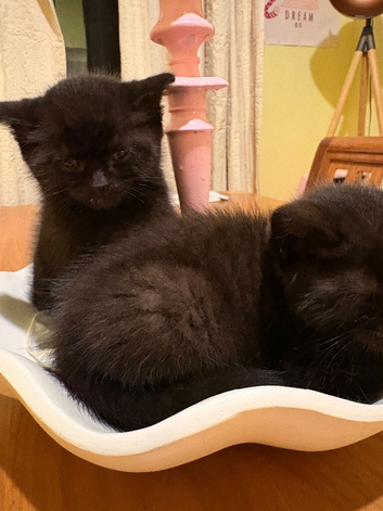 2 black kittens