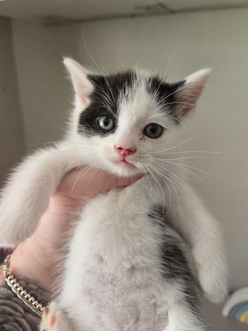 4 fluffy kittens waiting for forever home